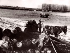 Timber supplies to the bank of the Belaya River for the construction of Industrial Complex No.18 in 1947